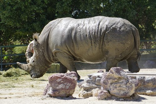 rhinos  placental mammals  black rhino