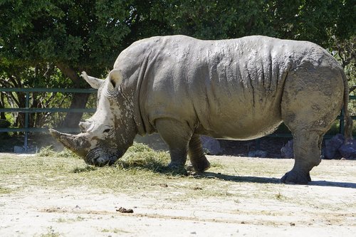 rhinos  placental mammals  black rhino