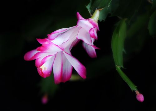 rhipsalis schlummbergera christmas cactus