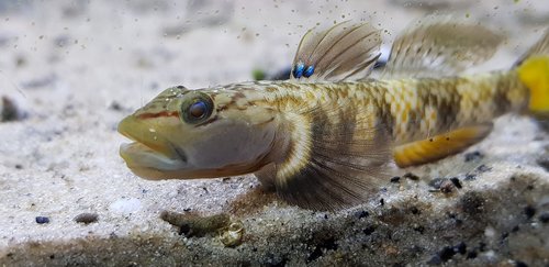 rhnogobius  fish  aquarium
