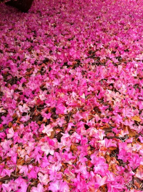 rhodedendrons fabulous carpet