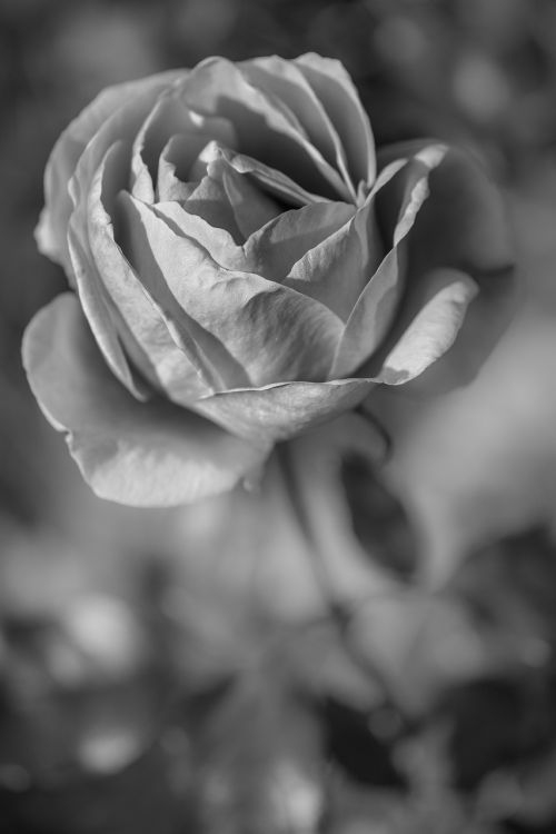 rhodes rose white