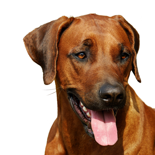 rhodesian ridgeback  isolated  dog