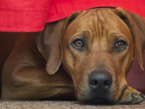 rhodesian ridgeback dog dog breed