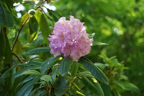 rhododen  flower garden  pink