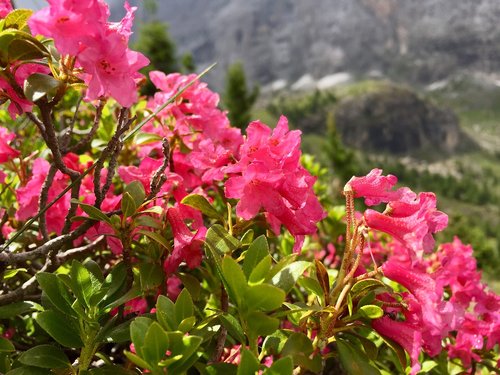 rhododendro  italy  flowers