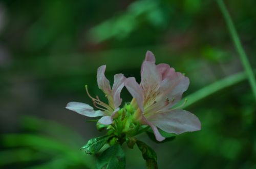 Rhododendron