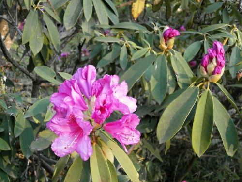 rhododendron spring flowers ericaceae