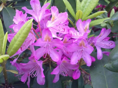 rhododendron light violet