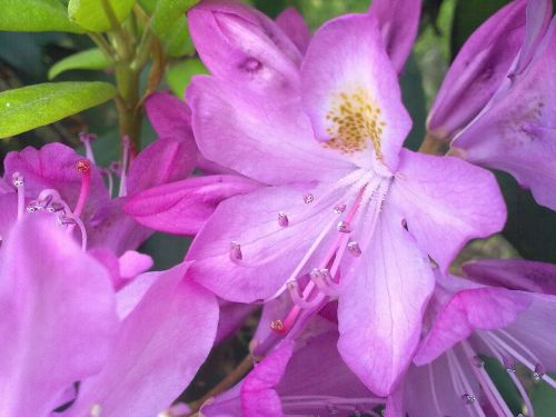 rhododendron vernal light pink