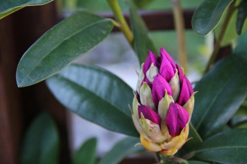 rhododendron bud flower