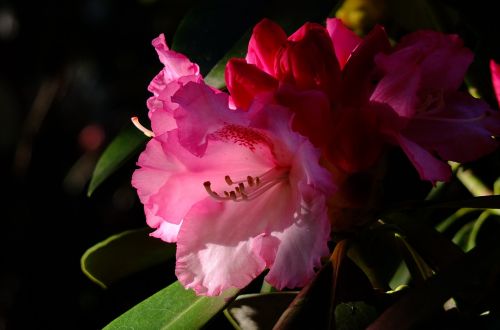 rhododendron flower close