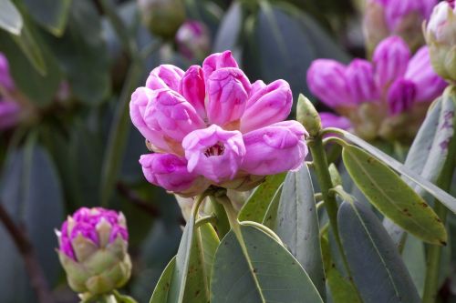 rhododendron grapey doldentraubig
