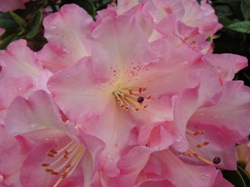 rhododendron pink blooms