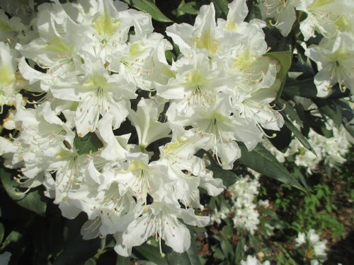 rhododendron white blossom