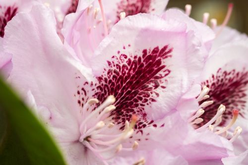 rhododendron blossom bloom