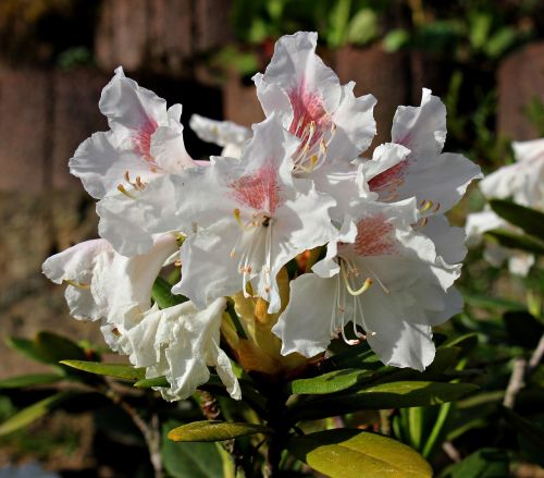 rhododendron flower garden