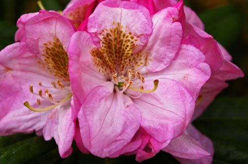 rhododendron garden blossom