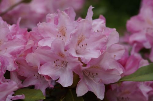 rhododendron pink blossom