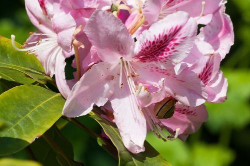 rhododendron traub notes doldentraub