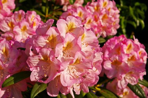 rhododendron garden blossom