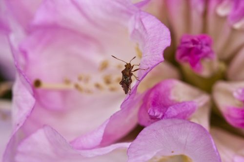 rhododendron blossom bloom