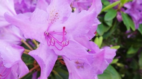 rhododendron purple lure