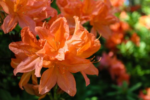 rhododendron flower nature