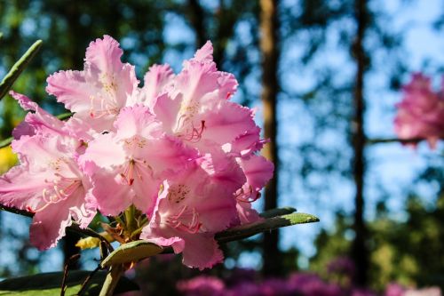 rhododendron flower sunny
