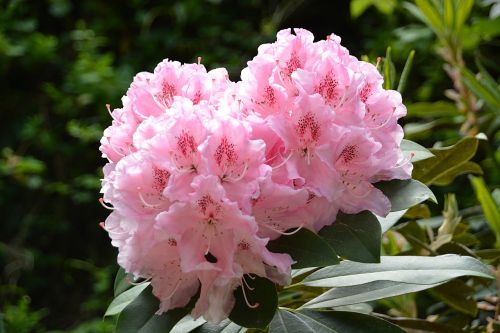 rhododendron flower garden