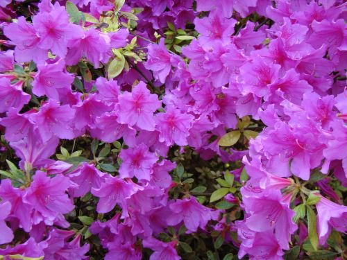 rhododendron azalea flowers