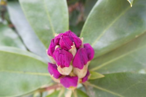 rhododendron buds floral