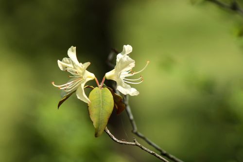 rhododendron flower white flower