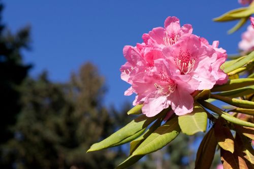 rhododendron pink bloom