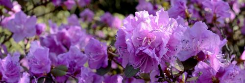 rhododendron blossom bloom