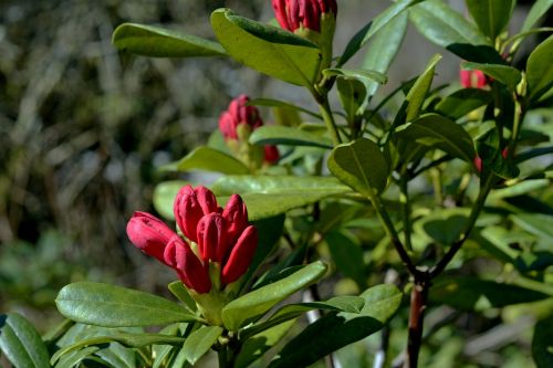 rhododendron bud spring