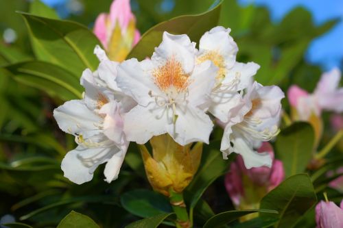 rhododendron white nature