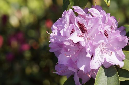 rhododendron pink spring