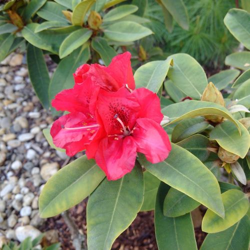 rhododendron pink red
