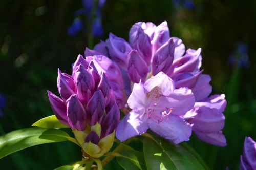 rhododendron purple flower flower