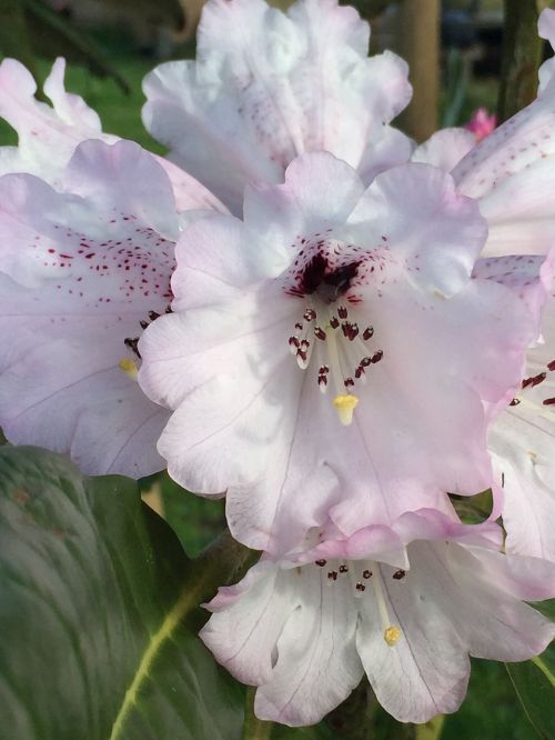 rhododendron white flowers ever green