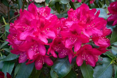 rhododendron flowers red