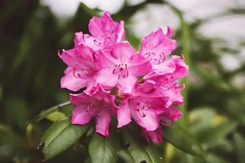 rhododendron plant blossom