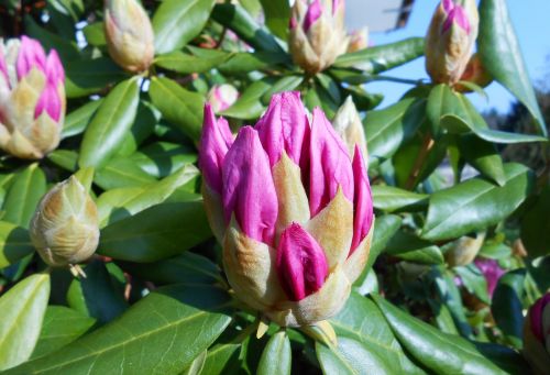 rhododendron bud blossom