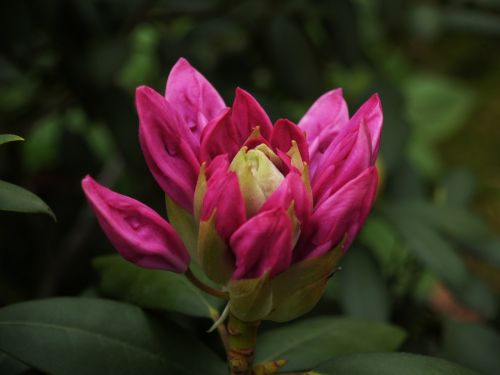 rhododendron spring flower