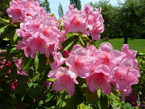 rhododendron pink flower