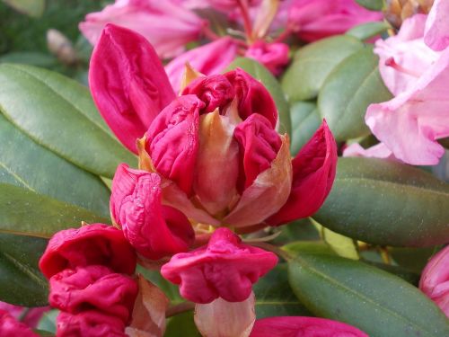 rhododendron bloesem lente