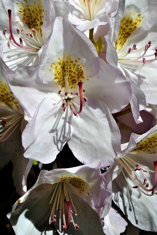 rhododendron white flower