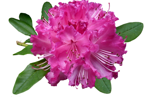 rhododendron pink cut out