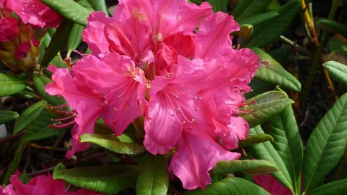 rhododendron flower red